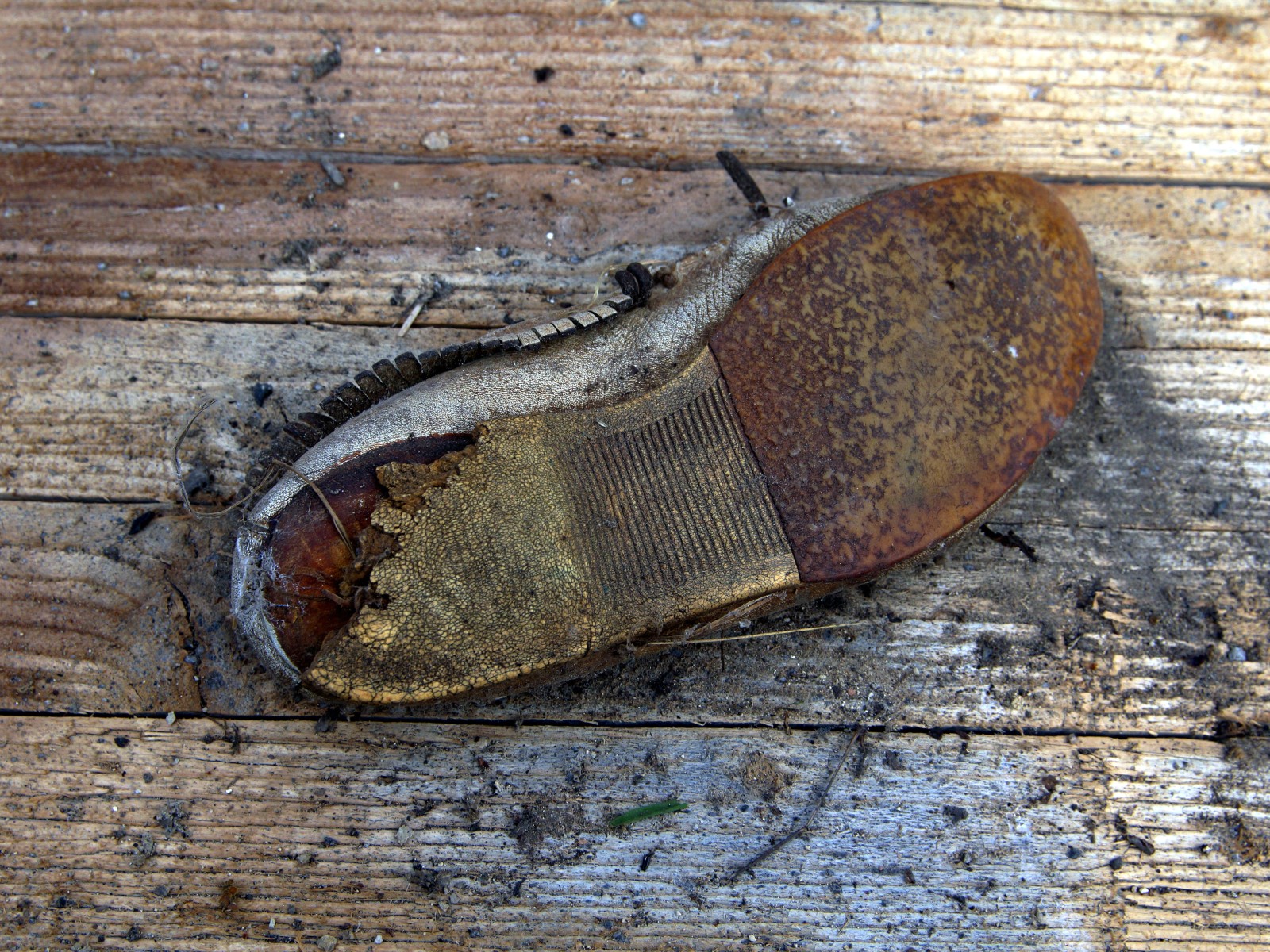 steff ulbrich: segni di scarpe